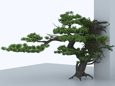 Evergreen Pine Tree With Thick Trunk Spreading Branches And Exposed Roots In Minimalist White Background 3d model