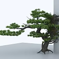 Evergreen Pine Tree With Thick Trunk Spreading Branches And Exposed Roots In Minimalist White Background