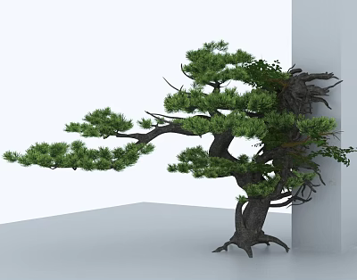Evergreen Pine Tree With Thick Trunk Spreading Branches And Exposed Roots In Minimalist White Background 3d model