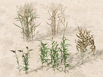 Diverse Plant Combination With Various Types Different Heights And Green Brown Leaves On Sandy Ground 3d model