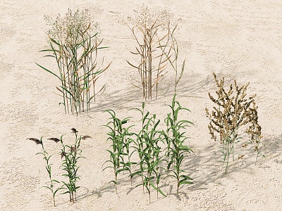 plant combination aquatic plant reed rice field water landscape plant courtyard plant wheat spike model