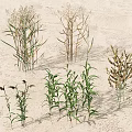 Diverse Plant Combination With Various Types Different Heights And Green Brown Leaves On Sandy Ground