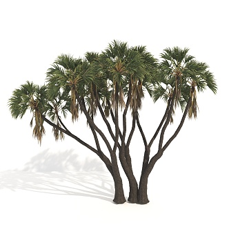 Plants Trees Big Trees Arbor 3d model