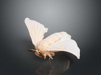 White Moth With Spread Wings And Detailed Texture On Dark Background 3d model