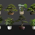 Various Bonsai Potted Plants with Decorative Ceramic Pots and Lush Green Foliage