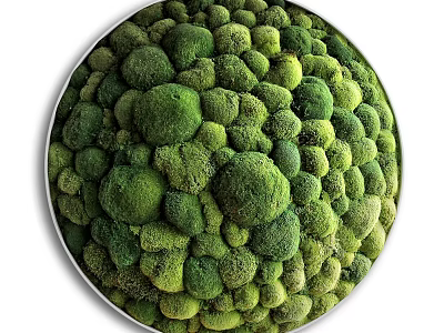 Circular Green Moss Wall Decor With Natural Textured Indoor Modern Design 3d model