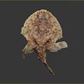 Orange and White Spotted Flat Fish With Unique Body Shape and Fins