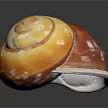 Orange and White Spiral Conch with Reflection on Dark Background
