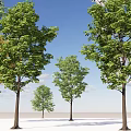 Modern landscape tree dwarf tree red leaf tree deciduous tree roadside tree street tree community greening broad-leaved tree 3d model
