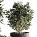 Lush Green Garden Decorative Plants With Various Sizes And Gray Planters