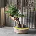 Artistic Bonsai Plant In Ceramic Pot With Lush Green Leaves And Moss For Modern Decor