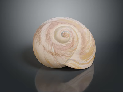 Aquatic Animal Shell Featuring Creamy White And Light Pink Spiral Patterns On Dark Background With Reflection 3d model
