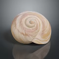 Aquatic Animal Shell Featuring Creamy White And Light Pink Spiral Patterns On Dark Background With Reflection 3d model