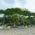 Garden Landscape With Giant Green Lotus Leaf Structures And White Benches Among Trees