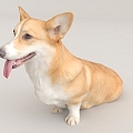 Corgi Pet Dog 3d model