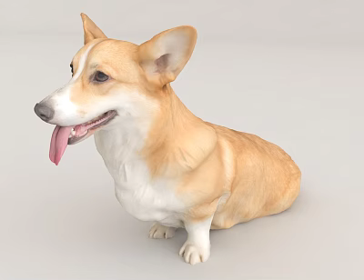 Realistic Light Brown And White Corgi Dog Sitting With Tongue Out 3d model