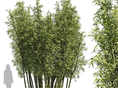 Tall Bamboo Plants in Natural Green Foliage with Human Silhouette for Scale 3d model