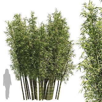 modern bamboo forest 3d model