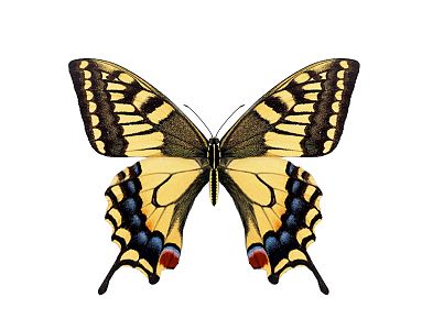 Modern Butterfly 3d model