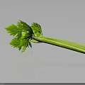 Fresh Green Celery Stalk With Vibrant Leaves And Reflection On Black Surface 3d model