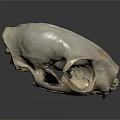 Detailed Animal Skull With White Skeletal Features And Sharp Teeth On Dark Background