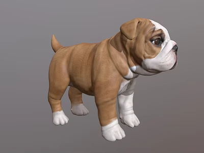 Realistic Brown And White Bulldog Puppy 3D Model With Standing Pose 3d model
