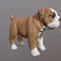 Realistic Brown And White Bulldog Puppy 3D Model With Standing Pose