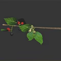 Fresh Natural Branch With Green Leaves And Black Red Green Mulberries