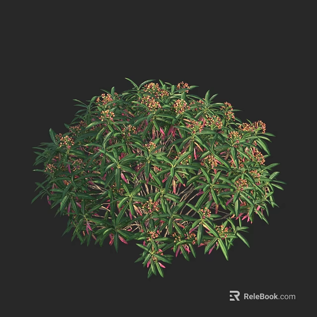 Lush Ornamental Shrub With Dense Green Leaves And Vibrant Orange Flowers 3d model 