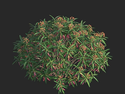 Lush Ornamental Shrub With Dense Green Leaves And Vibrant Orange Flowers 3d model