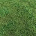 Various Types of Green Natural Grass Lawn Textures for Garden Landscaping