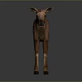 Detailed Realistic Young Brown Moose Calf Standing Against Gray Background