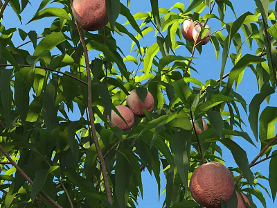 Fresh Ripe Peaches Hanging On Tree Branches With Green Leaves And Blue Sky 3d model