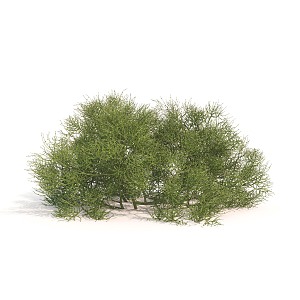 plant green plant shrub ball flowers 3d model