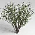 Lush Shrub With Green Leaves And Multiple Branches In Natural Form