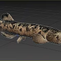 Spotted Aquatic Lungfish With Black Body Spots In Natural Habitat
