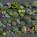 Collection of Various Garden Plants with Colorful Blooms Green Foliage and Decorative Stones