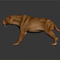 3D Sabertooth Tiger Model Standing With Long Fangs Brown Stripes And Gray Background
