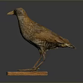 Realistic Bird Taxidermy Specimen Standing On Wooden Display Base With Natural Posture