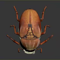 Red Orange Shiny Beetle With Vibrant Shell And Long Legs On Dark Background 3d model