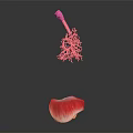 Medical Device 3D Anatomical Lung and Liver Teaching Model for Medical Education