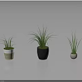 Potted Plants with Different Sizes and Colors on Black Floor Against Gray Background Showing Reflection
