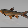Vibrant Fish With Orange Red Stripes And Detailed Fins On Dark Reflective Surface