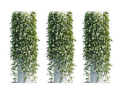 Lush Green Vines Growing On White Pillars With Dense Vibrant Foliage 3d model
