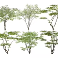 Maple Tree Landscape Tree Maple Tree 3d model