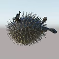 Spiny Spherical Pufferfish A Unique Aquatic Animal With Textured Body And Sharp Spines
