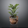 Potted Plant With Green Leaves In Terracotta Pot On Dark Background