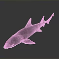 Realistic Detailed Brown Spotted Shark with Fins and Tail on Gray Background