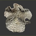 Porous Marine Sponge Animal With Irregular Structure Grayish Brown Color And Small Holes