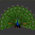 Modern Peacock Green Peacock Open Screen 3d model